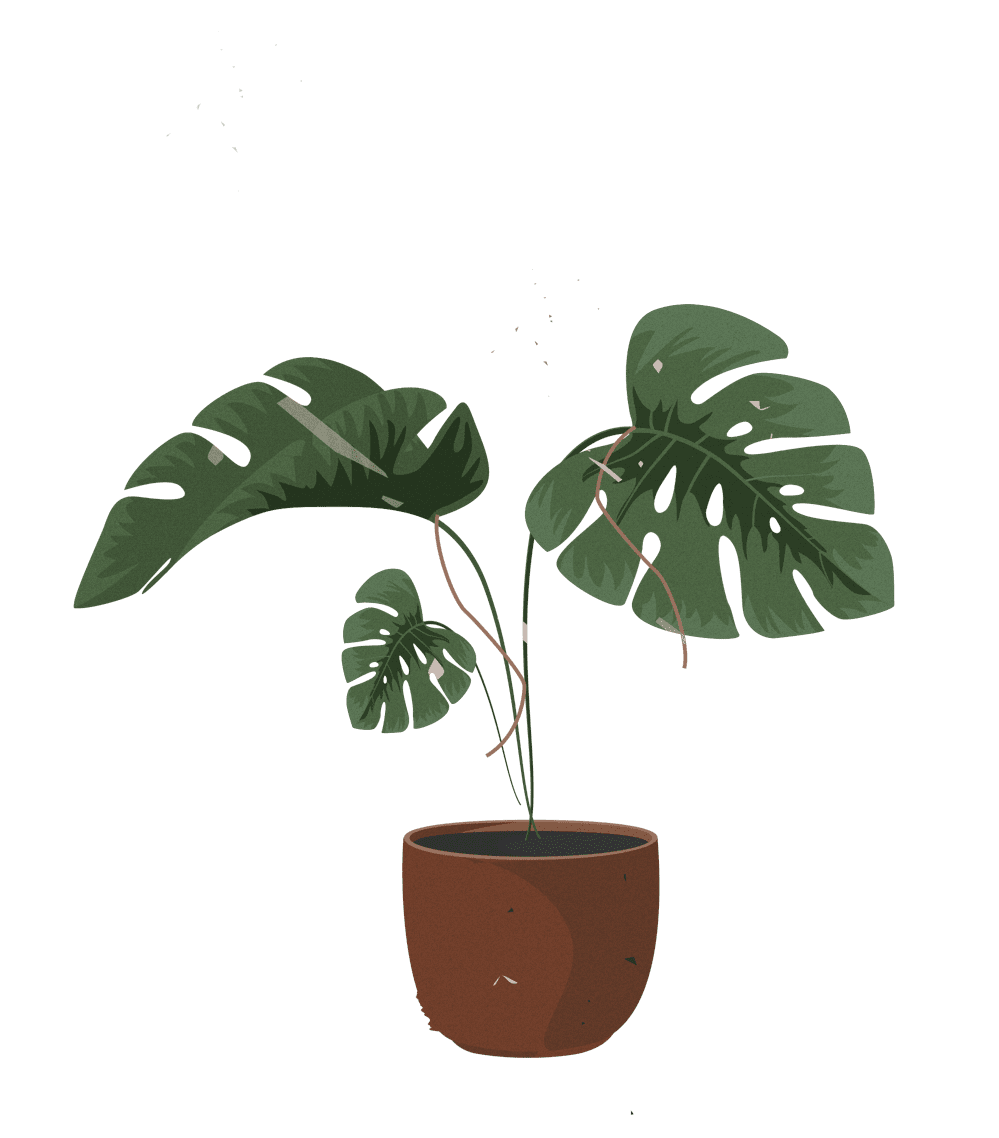 Växt